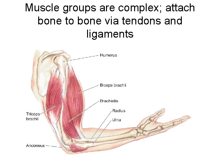 Muscle groups are complex; attach bone to bone via tendons and ligaments 