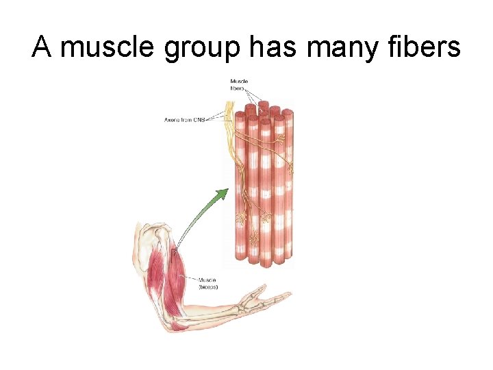 A muscle group has many fibers 