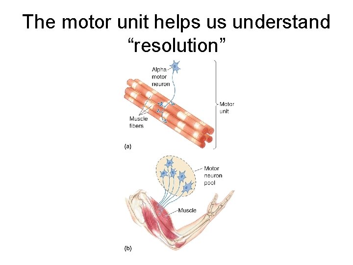 The motor unit helps us understand “resolution” 