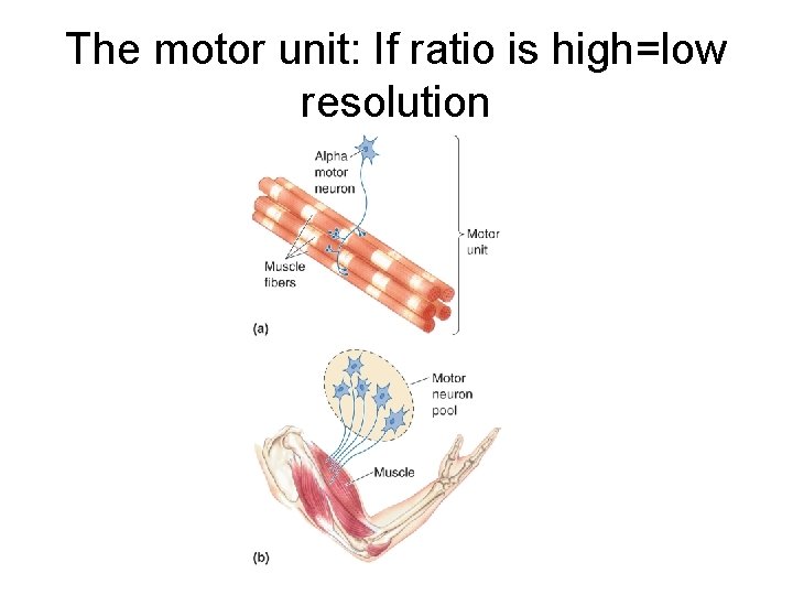 The motor unit: If ratio is high=low resolution 