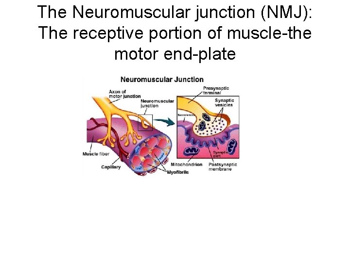 The Neuromuscular junction (NMJ): The receptive portion of muscle-the motor end-plate 