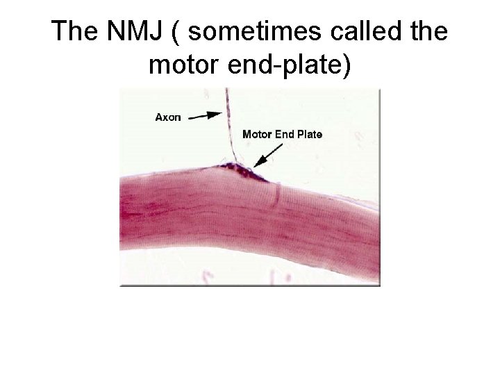 The NMJ ( sometimes called the motor end-plate) 