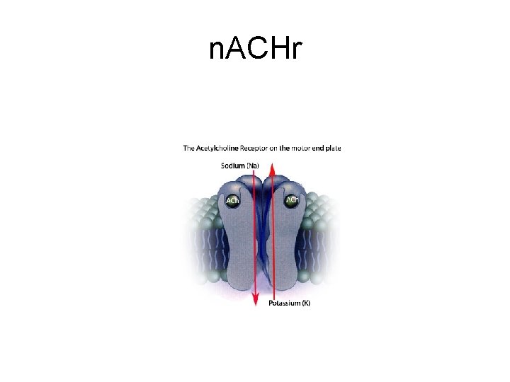 n. ACHr 