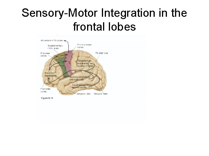 Sensory-Motor Integration in the frontal lobes 