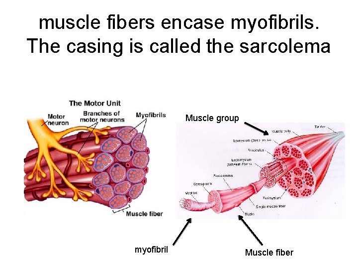 muscle fibers encase myofibrils. The casing is called the sarcolema Muscle group myofibril Muscle