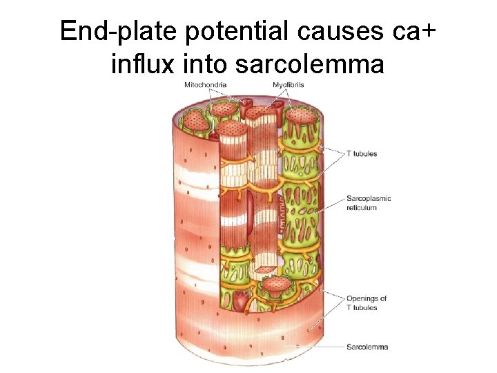 End-plate potential causes ca+ influx into sarcolemma 