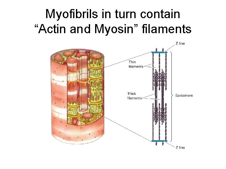 Myofibrils in turn contain “Actin and Myosin” filaments 