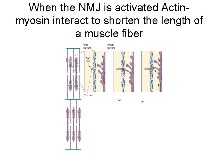 When the NMJ is activated Actinmyosin interact to shorten the length of a muscle