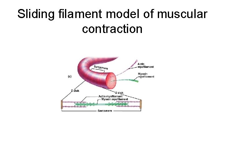 Sliding filament model of muscular contraction 