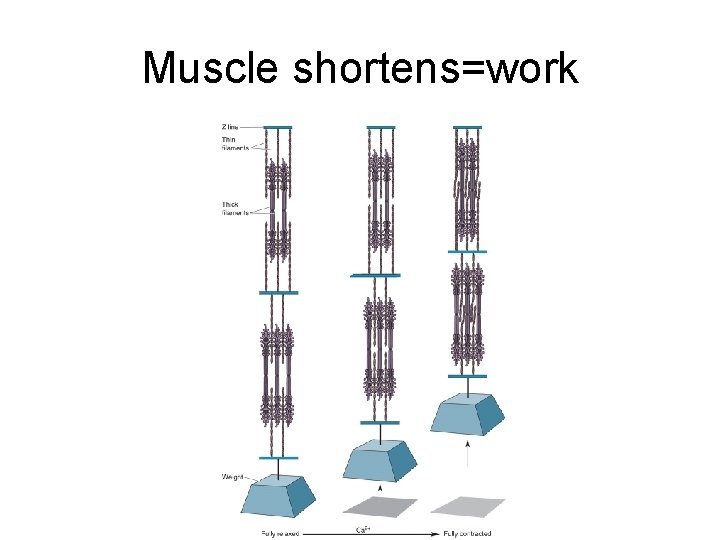 Muscle shortens=work 