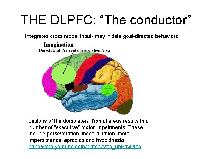 THE DLPFC: “The conductor” Integrates cross modal input- may initiate goal-directed behaviors Lesions of