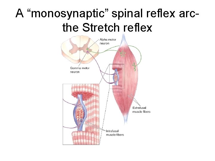 A “monosynaptic” spinal reflex arcthe Stretch reflex 