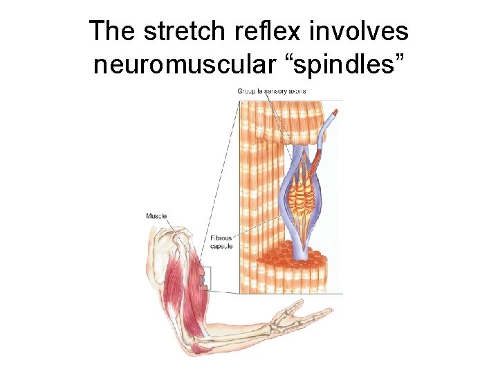 The stretch reflex involves neuromuscular “spindles” 