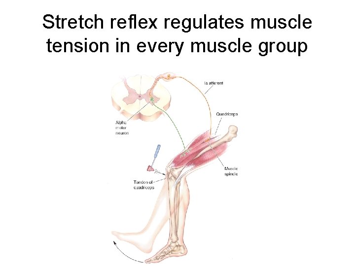 Stretch reflex regulates muscle tension in every muscle group 