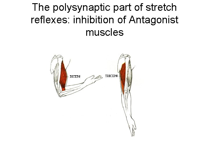 The polysynaptic part of stretch reflexes: inhibition of Antagonist muscles 