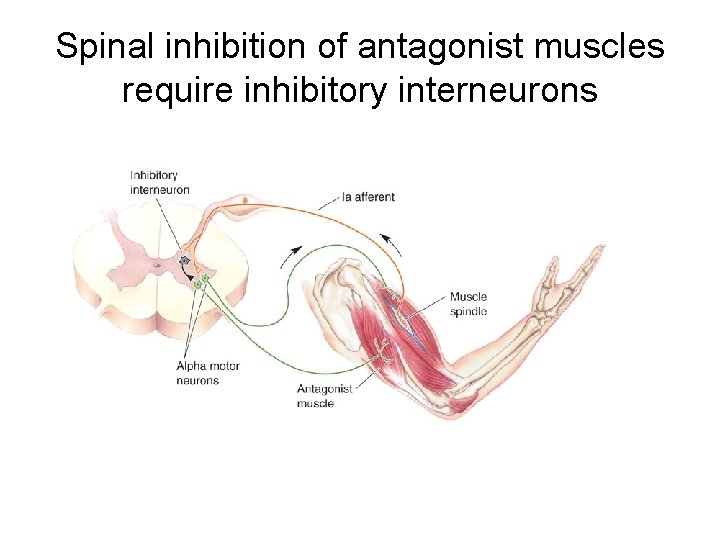 Spinal inhibition of antagonist muscles require inhibitory interneurons 