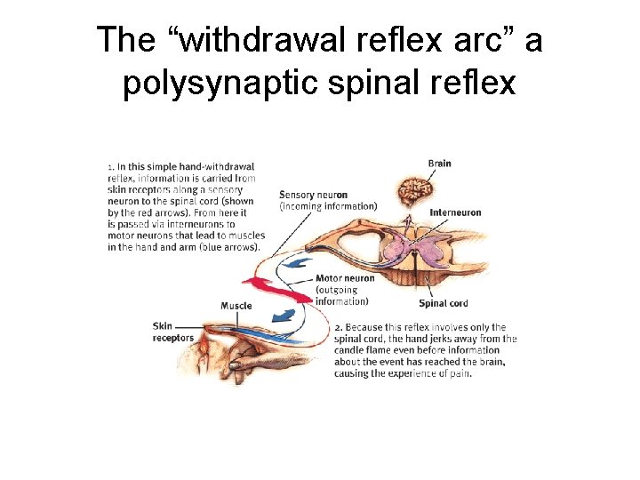 The “withdrawal reflex arc” a polysynaptic spinal reflex 