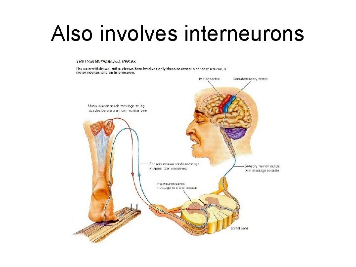 Also involves interneurons 