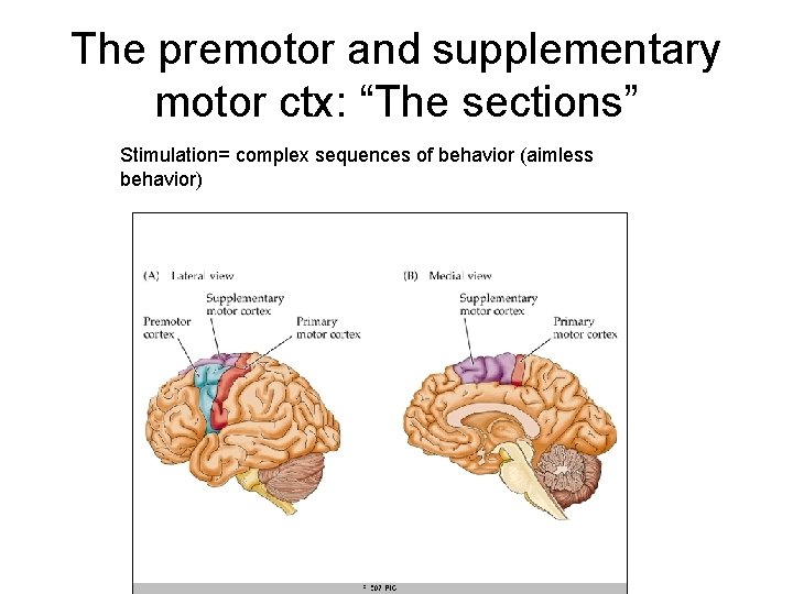 The premotor and supplementary motor ctx: “The sections” Stimulation= complex sequences of behavior (aimless