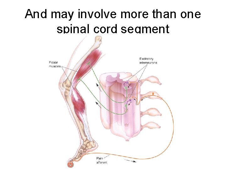 And may involve more than one spinal cord segment 