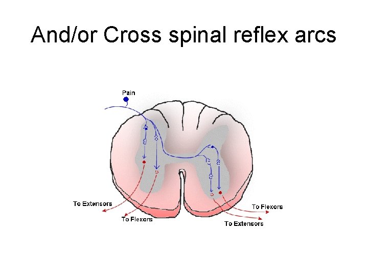 And/or Cross spinal reflex arcs 