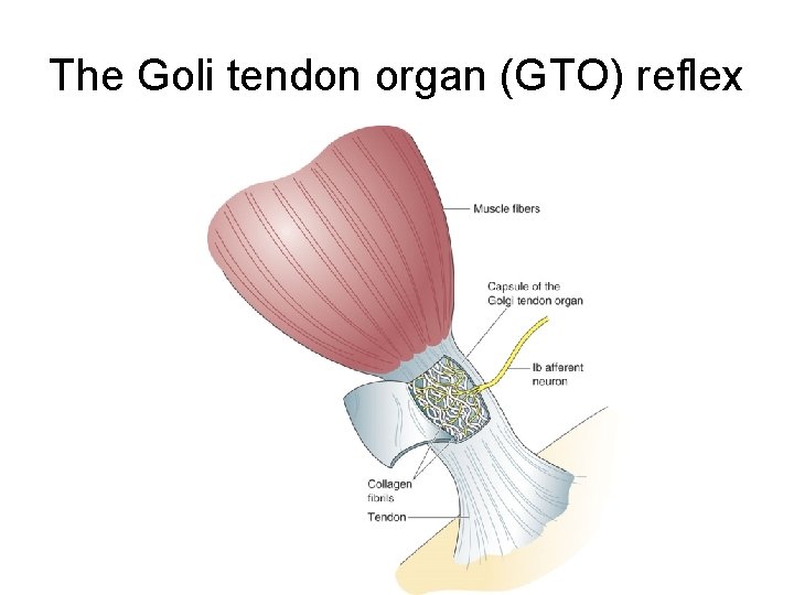 The Goli tendon organ (GTO) reflex 