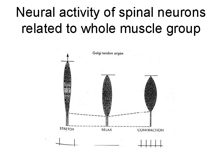 Neural activity of spinal neurons related to whole muscle group activity 