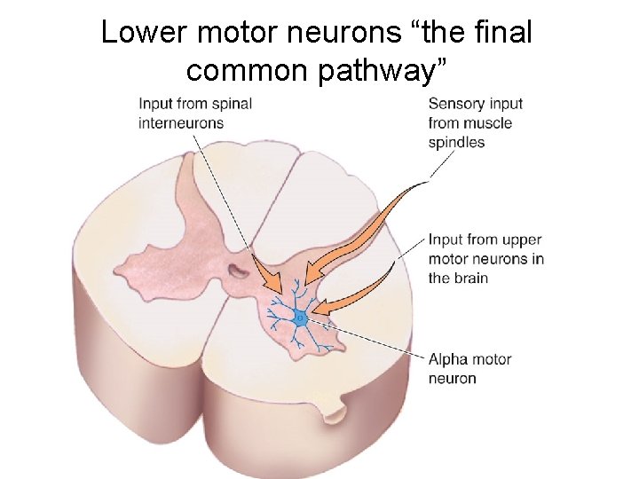 Lower motor neurons “the final common pathway” 