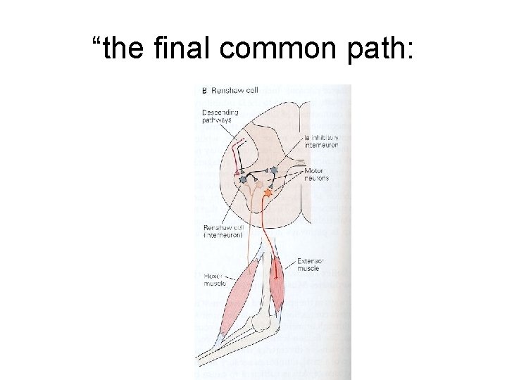 “the final common path: 