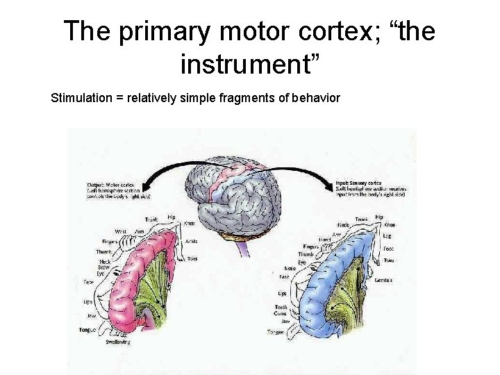 The primary motor cortex; “the instrument” Stimulation = relatively simple fragments of behavior 