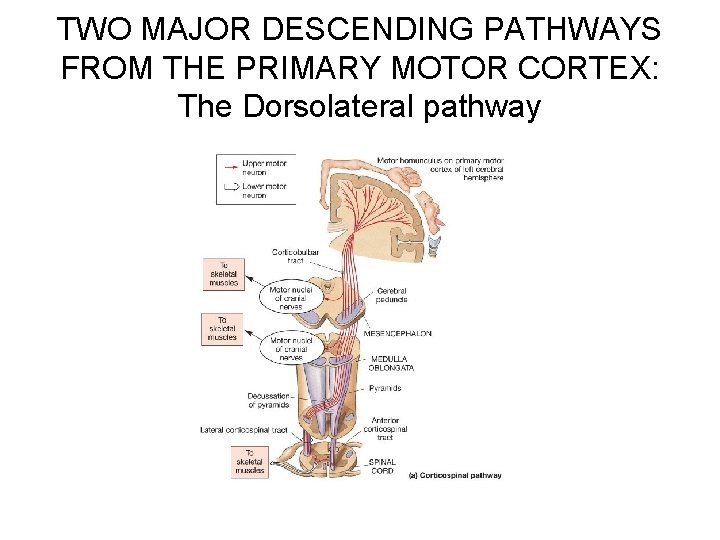 TWO MAJOR DESCENDING PATHWAYS FROM THE PRIMARY MOTOR CORTEX: The Dorsolateral pathway 