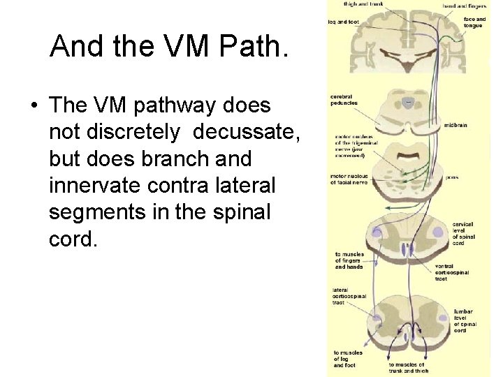 And the VM Path. • The VM pathway does not discretely decussate, but does