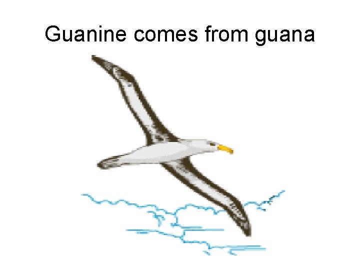 Guanine comes from guana 