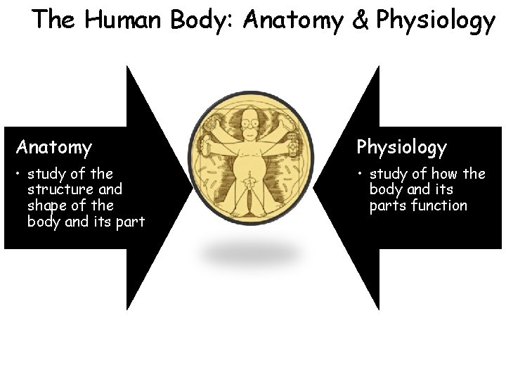 The Human Body: Anatomy & Physiology Anatomy Physiology • study of the structure and