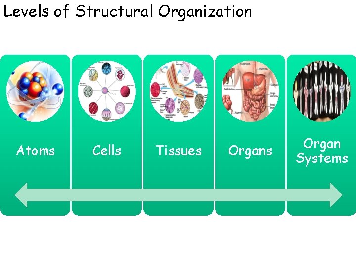 Levels of Structural Organization Atoms Cells Tissues Organ Systems 