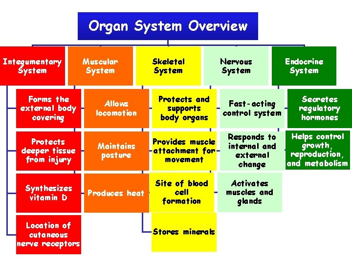 Organ System Overview Integumentary System Forms the external body covering Protects deeper tissue from