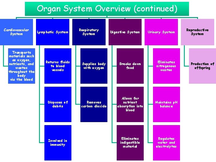 Organ System Overview (continued) Cardiovascular System Transports materials such as oxygen, nutrients, and wastes