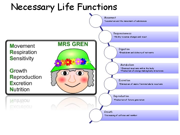 Necessary Life Functions Movement • Locomotion and the movement of substances Responsiveness • Ability