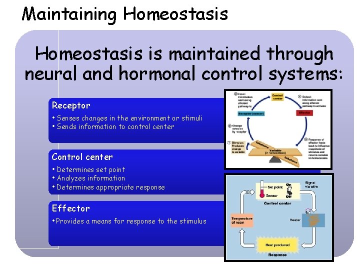 Maintaining Homeostasis is maintained through neural and hormonal control systems: Receptor • Senses changes