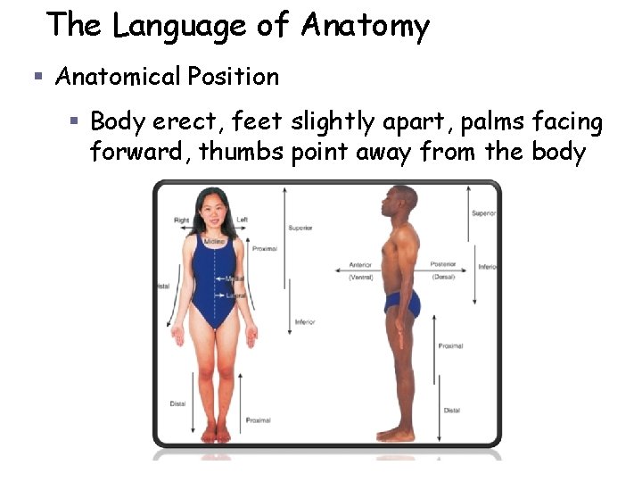 The Language of Anatomy § Anatomical Position § Body erect, feet slightly apart, palms