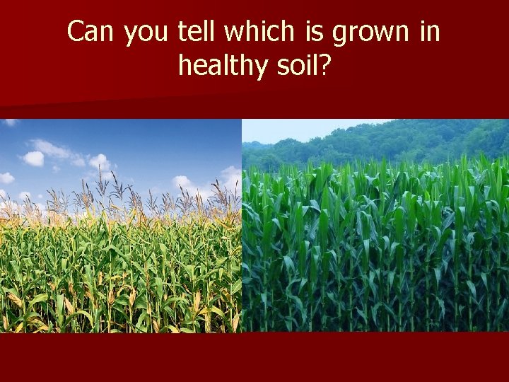 Can you tell which is grown in healthy soil? 