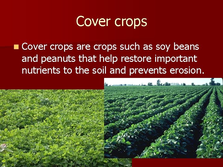 Cover crops n Cover crops are crops such as soy beans and peanuts that