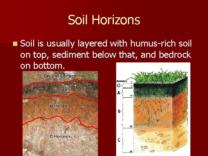 Soil Horizons n Soil is usually layered with humus-rich soil on top, sediment below