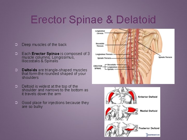 Erector Spinae & Delatoid Ü Deep muscles of the back Ü Each Erector Spinae
