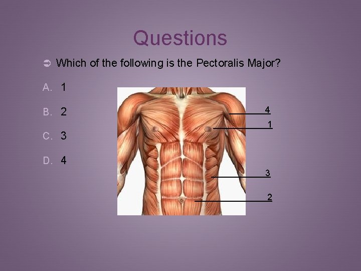 Questions Ü Which of the following is the Pectoralis Major? A. 1 B. 2