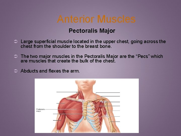 Anterior Muscles Pectoralis Major Ü Large superficial muscle located in the upper chest, going
