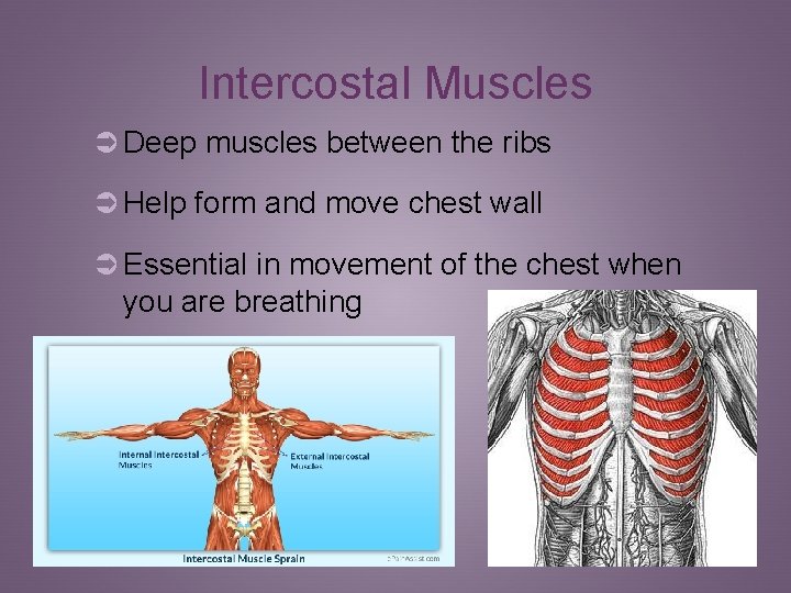 Intercostal Muscles Ü Deep muscles between the ribs Ü Help form and move chest