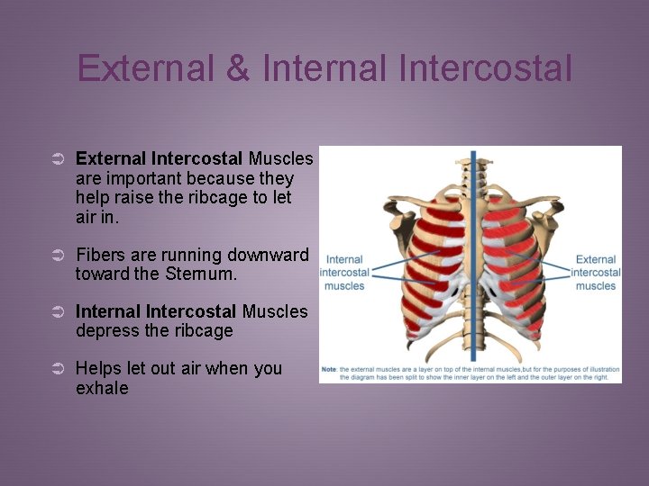 External & Internal Intercostal Ü External Intercostal Muscles are important because they help raise