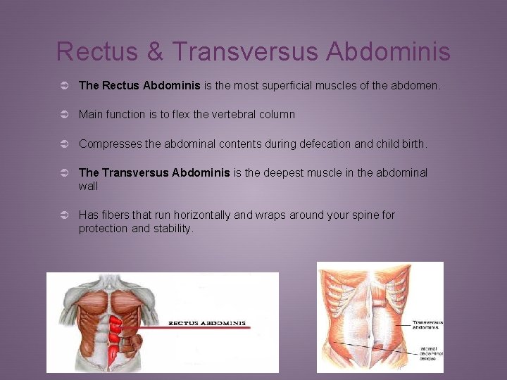 Rectus & Transversus Abdominis Ü The Rectus Abdominis is the most superficial muscles of