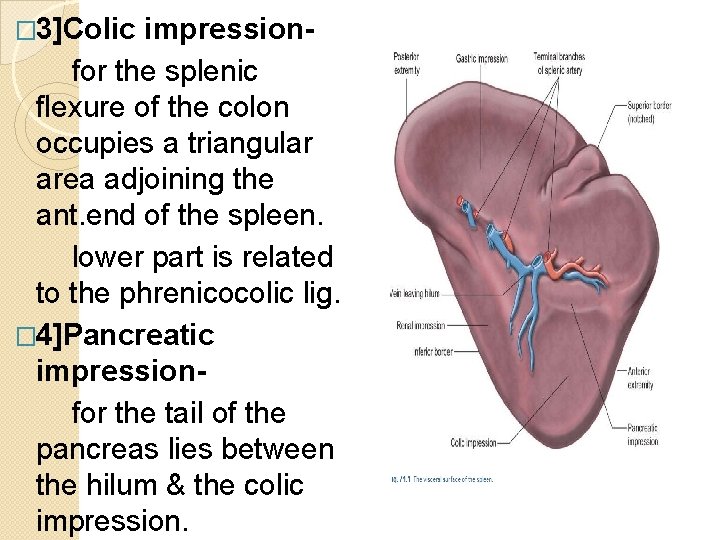 � 3]Colic impressionfor the splenic flexure of the colon occupies a triangular area adjoining